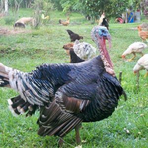 Meet your Posher, Hassane